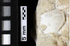 Foto (Detailansicht) von Cycloprosopon octonarium (Schweitzer and Feldmann, 2010) (NHMW-GEO-1990-0041-0077)